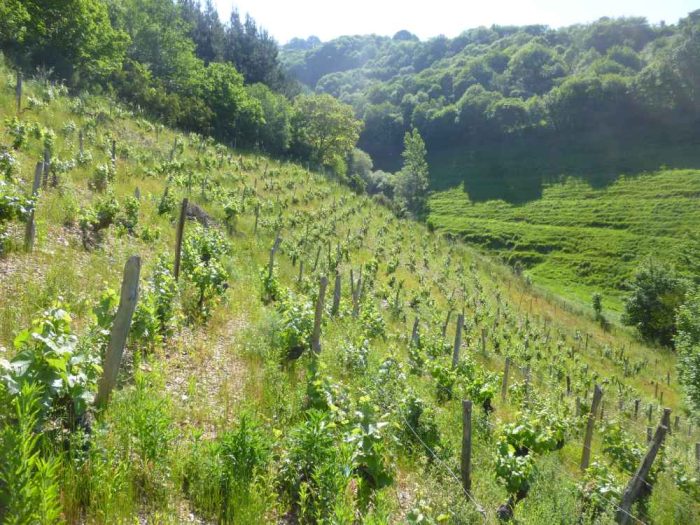 Asturias-Cangas wijnstreek | De percelen zijn klein, liggen op behoorlijk steile hellingen van harde bodem van schist en leisteen.