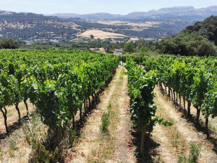 Wijnstreek Ronda-Malaga | Kent een paar wijngebieden, waaronder de Sierras de Malaga, rondom het witte stadje Ronda dat gelegen is aan weerszijden van de diepe kloof met rivier de Tajo.