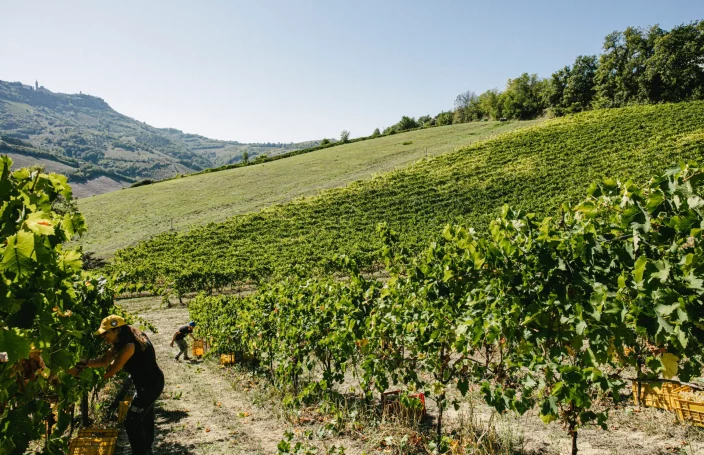 Il Picchio Vino